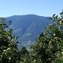 Blick durch die Obstwiesen auf das Vigiljoch