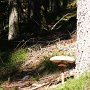 Riesen-Parasol am Wegesrand
