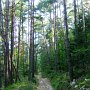 schöner Waldweg nach Schabs