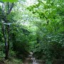 Flotter Waldweg nach Spinges