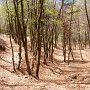 angenehme Buchenwaldauffahrt