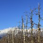zurück gehts über die Obstwiesen zwischen Lana und Burgstall