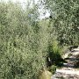 Panoramaweg oberhalb der Küstenstrasse quer durch Olivenhaine