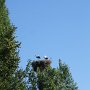 Storchennest