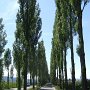 Allee zur Insel Reichenau