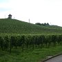 nach Meersburg beginnen die Weinberge