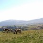 Blick über die Almlandschaften bis zum Rittner Horn!