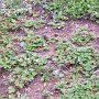 ...aber die Erdbeeren am Wegesrand sollte man nicht links liegen lassen.