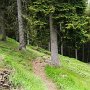 kurzer Waldabschnitt auf dem Weg zur Naturnser Alm