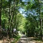 angenehme Fahrt durch schattige Wälder
