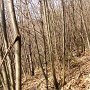 ...geht's durch laublosen Laubwald.