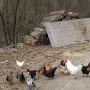 glückliche Hühner am Wegesrand
